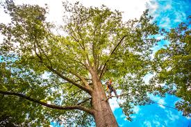 Trusted Norwich, NY Tree Services Experts