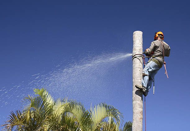 How Our Tree Care Process Works  in  Norwich, NY