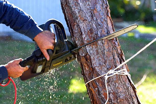 Best Tree Trimming and Pruning  in Norwich, NY