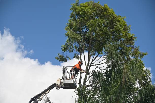 Best Commercial Tree Services  in Norwich, NY