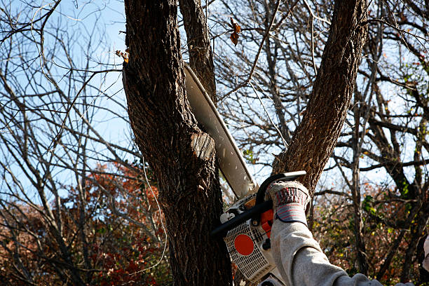 Best Root Management and Removal  in Norwich, NY