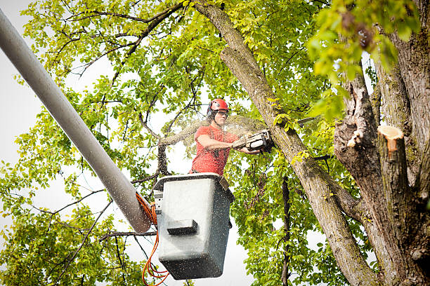 Best Tree Planting  in Norwich, NY