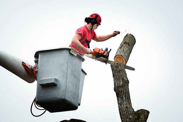 Best Tree Preservation Services  in Norwich, NY