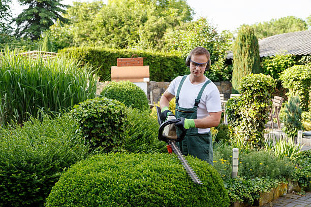 Best Storm Damage Tree Cleanup  in Norwich, NY