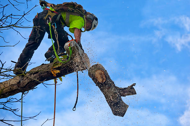 Best Fruit Tree Pruning  in Norwich, NY