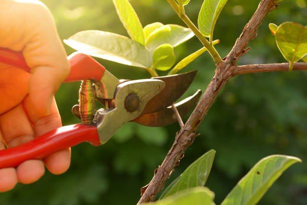 Best Hazardous Tree Removal  in Norwich, NY